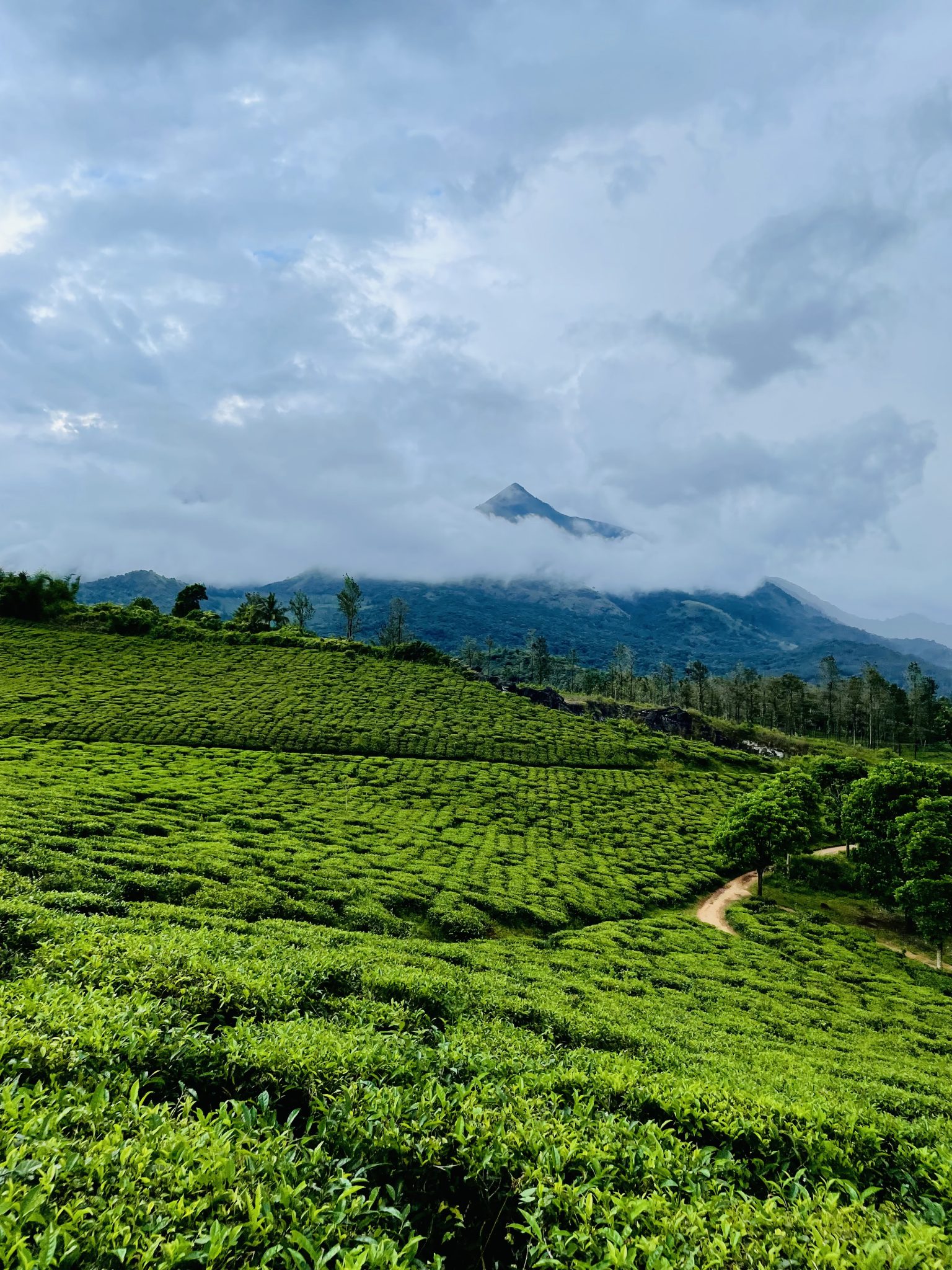 Tea field in a cloudy afternoon. Mountains in the distance partly obscured by the clouds. From Perumthatta, Wayanad, Kerala