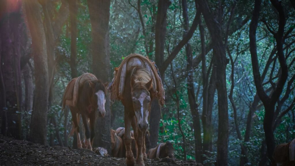 How to reach Matheran Hill Station: 4 Ways | Travel Heal