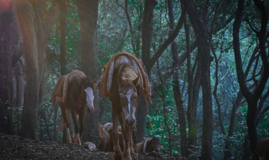 Matheran Hill Station: A Complete Guide 