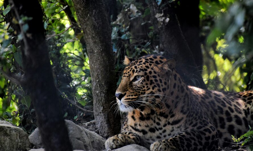 Top wildlife safaris in India