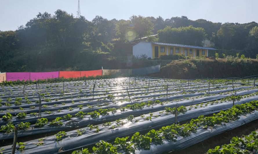 Mahabaleshwar Homestays